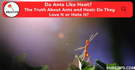 are ants attracted to heat